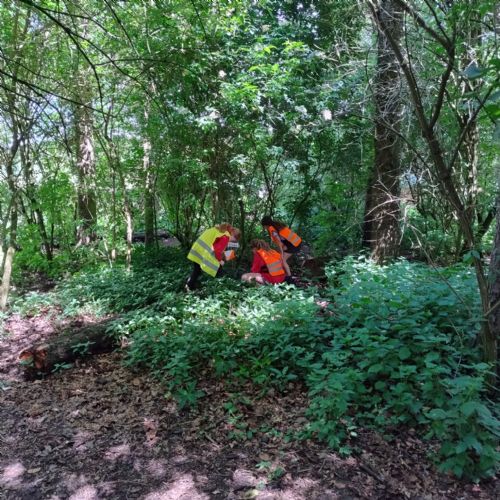 Orienteering